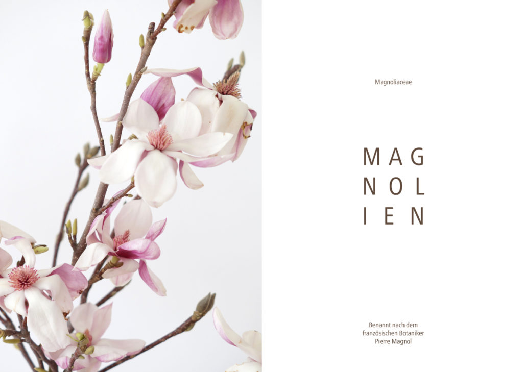 Magnolien | Foto: Sabine Wittig