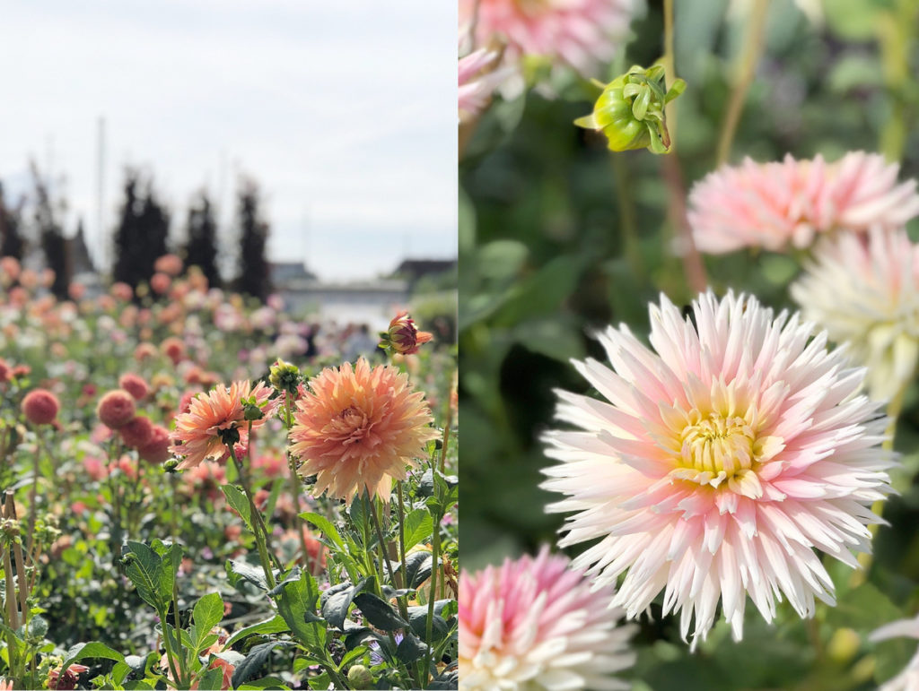 Dahlienblüte Buga Heilbronn 2019