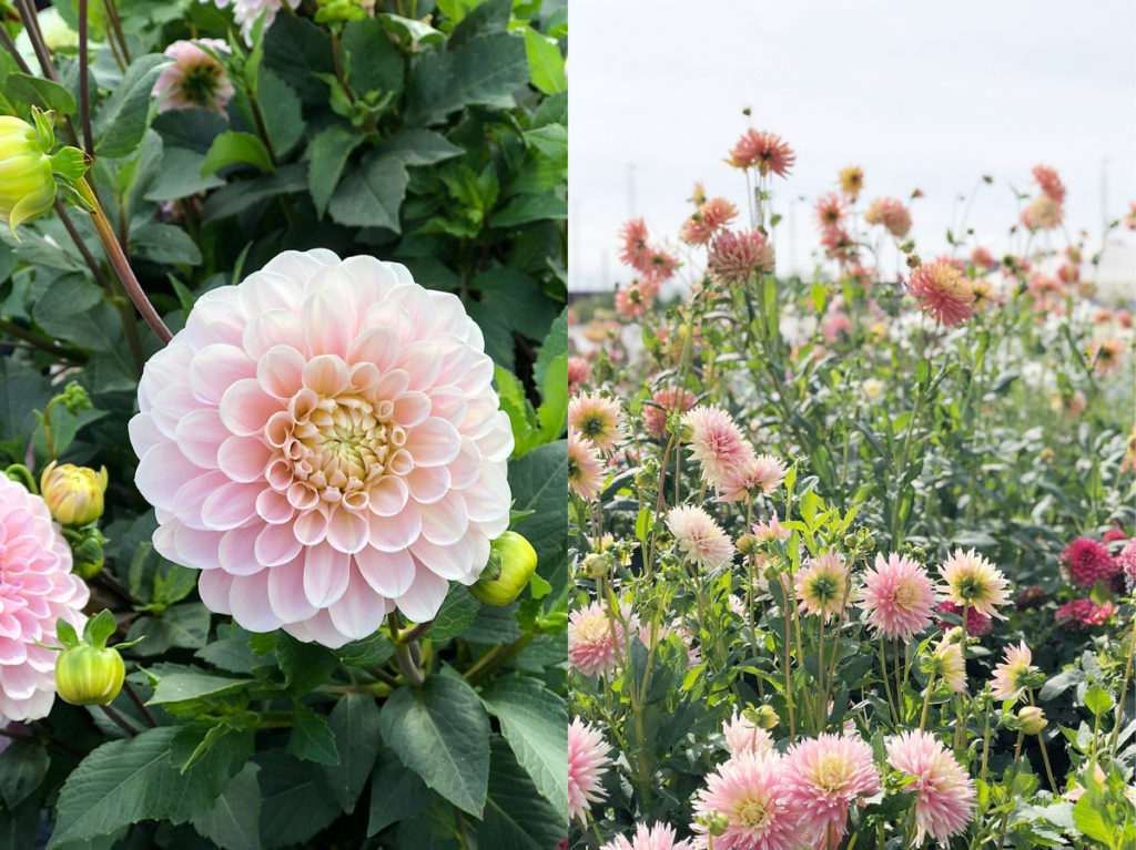Dahlienblüte Buga Heilbronn 2019